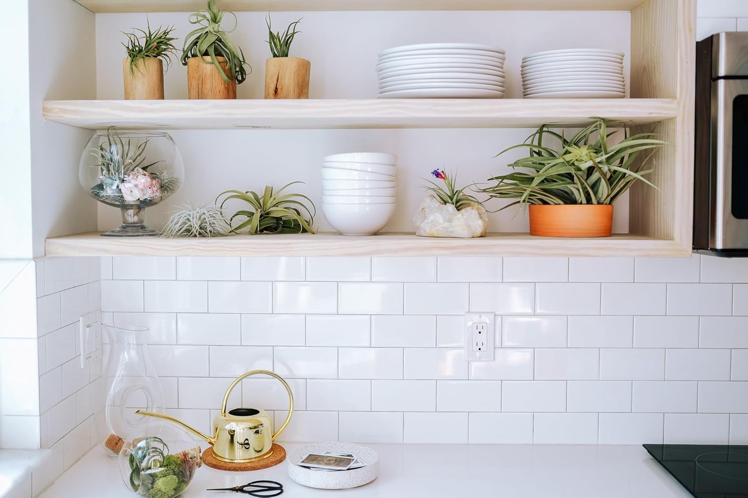 Air Plant Shop Jardín de platos en miniatura con plántulas de Tillandsia Xerographica – Venta al por mayor y a granel – Suculentas – Tillandsia viva
