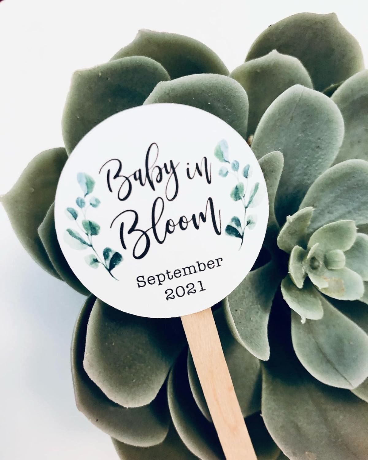 Succulent Favor Tags Baby Shower Thank you Tags on Stick Baby in Bloom – pack of 10
