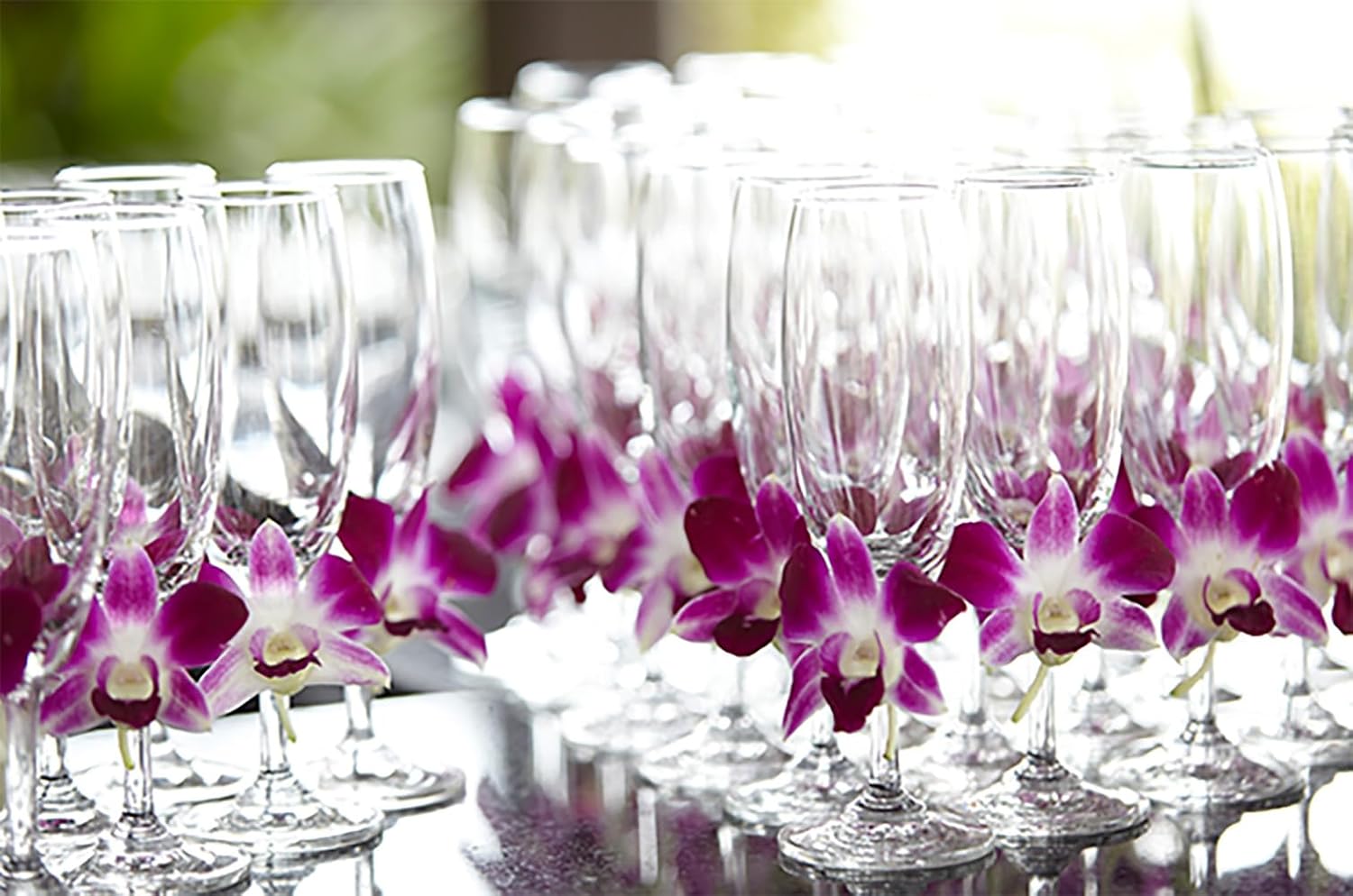 Miami Fresh Orchid Flower OrchidClub USA Sunne Tropical Loose Bloom DIY Lei, decoración de alimentos y bebidas (50 morado)