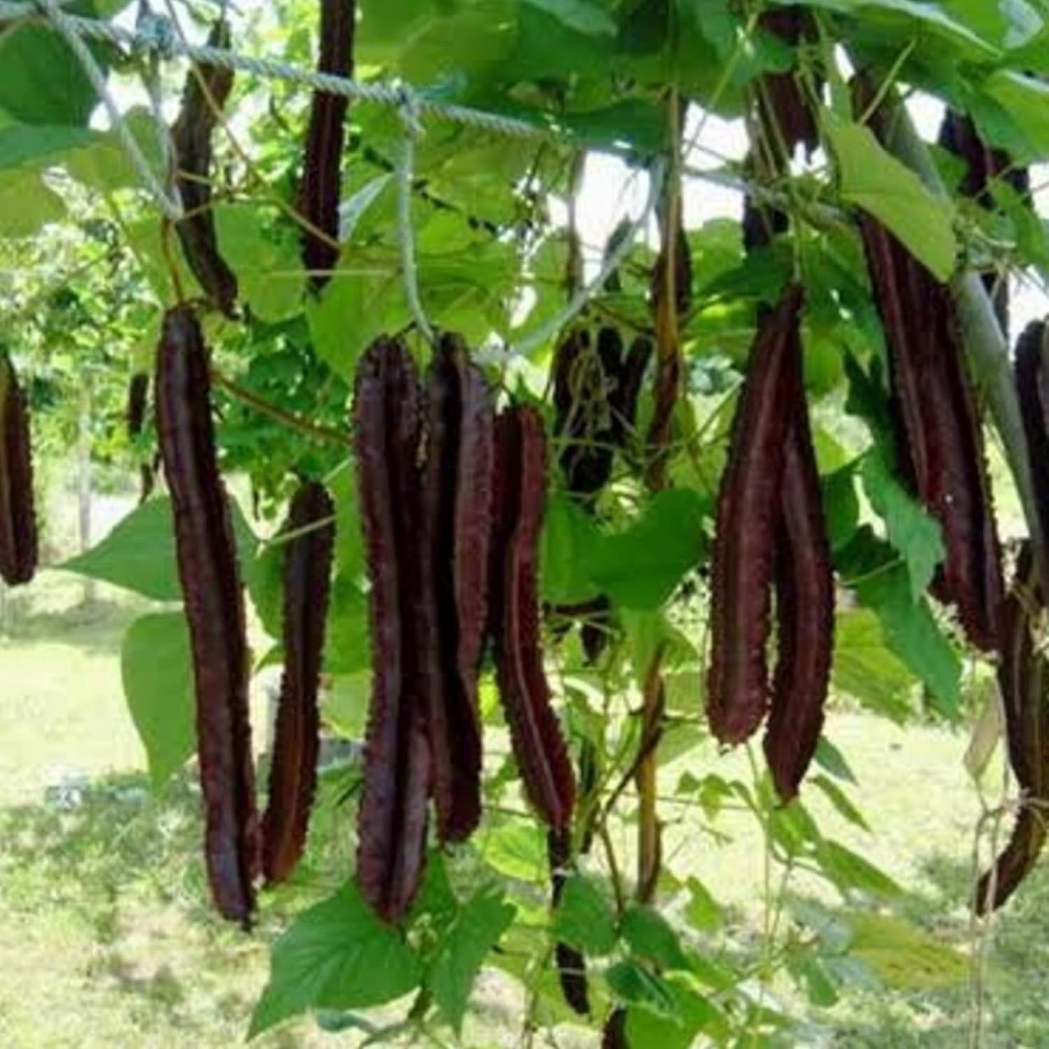 YEGAOL Garden – Semillas de frijol aladas moradas Psophocarpus Tetragonolobus, sabor único, valor nutricional, culinario, libre de OGM, para jardín,