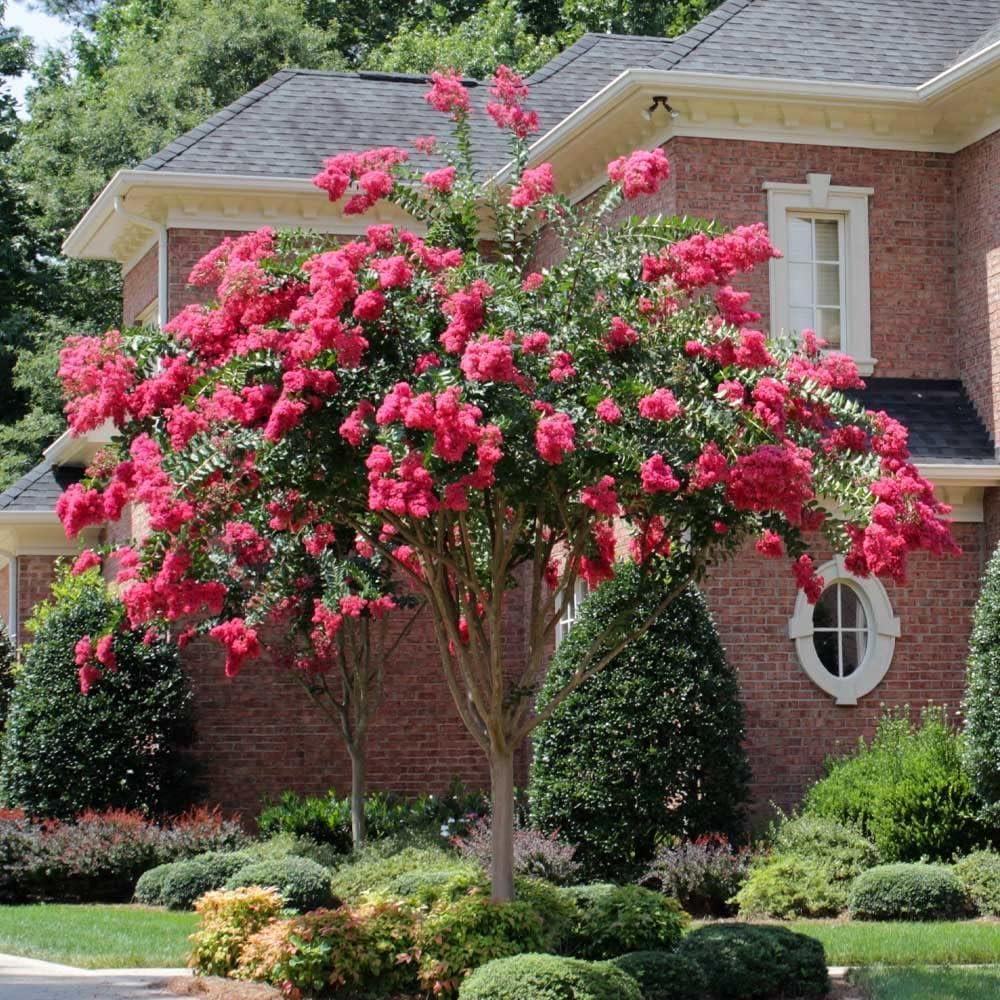 Crape Myrtle Tonto  10 plantas vivas  Flores rojas fucsiasrosas, planta viva premium, arbusto ornamental para cautivadores acentos de jardín
