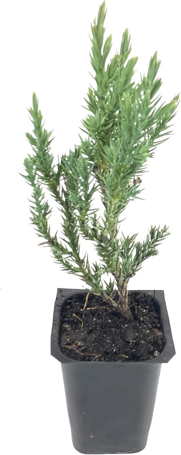 Enebro griego espinoso – 3 árboles vivos – Juniperus Chinensis