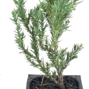 Enebro griego espinoso – 3 árboles vivos – Juniperus Chinensis Enebro griego espinoso – 3 árboles vivos – Juniperus Chinensis
