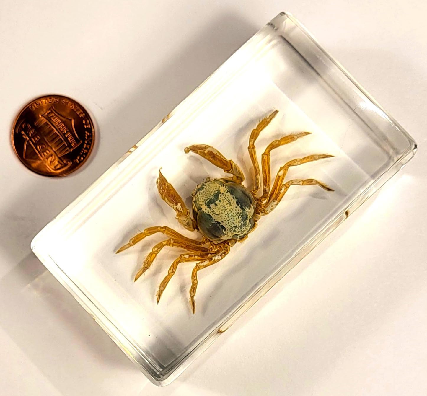 Cangrejo real de 2.874 in en resina de lucita cristalina, muestra preservada Mictyris Brevidactylus Sea Marine Aimal Taxidermia Colección de