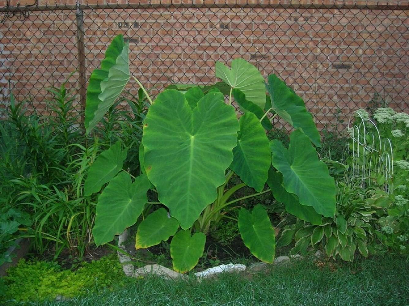 10 Bulbos Live Colocasia Esculenta Elefante Oreja Taro Gabi Kalo Eddo #TSMN