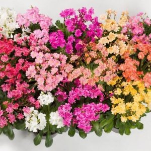20 LEWISIA Cotyledon-Hybr. Galaxy Mix) Excelente en contenedores 20 LEWISIA Cotyledon-Hybr. Galaxy Mix) Excelente en contenedores