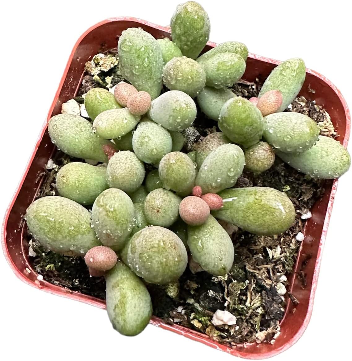 Cactus vivo y plantas suculentas (2 “Pot Tylecodon Schaeferianus ‘Huevos de Dragón’)