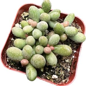 Cactus vivo y plantas suculentas (2 “Pot Tylecodon Schaeferianus ‘Huevos de Dragón’) Cactus vivo y plantas suculentas (2 “Pot Tylecodon Schaeferianus ‘Huevos de Dragón’)
