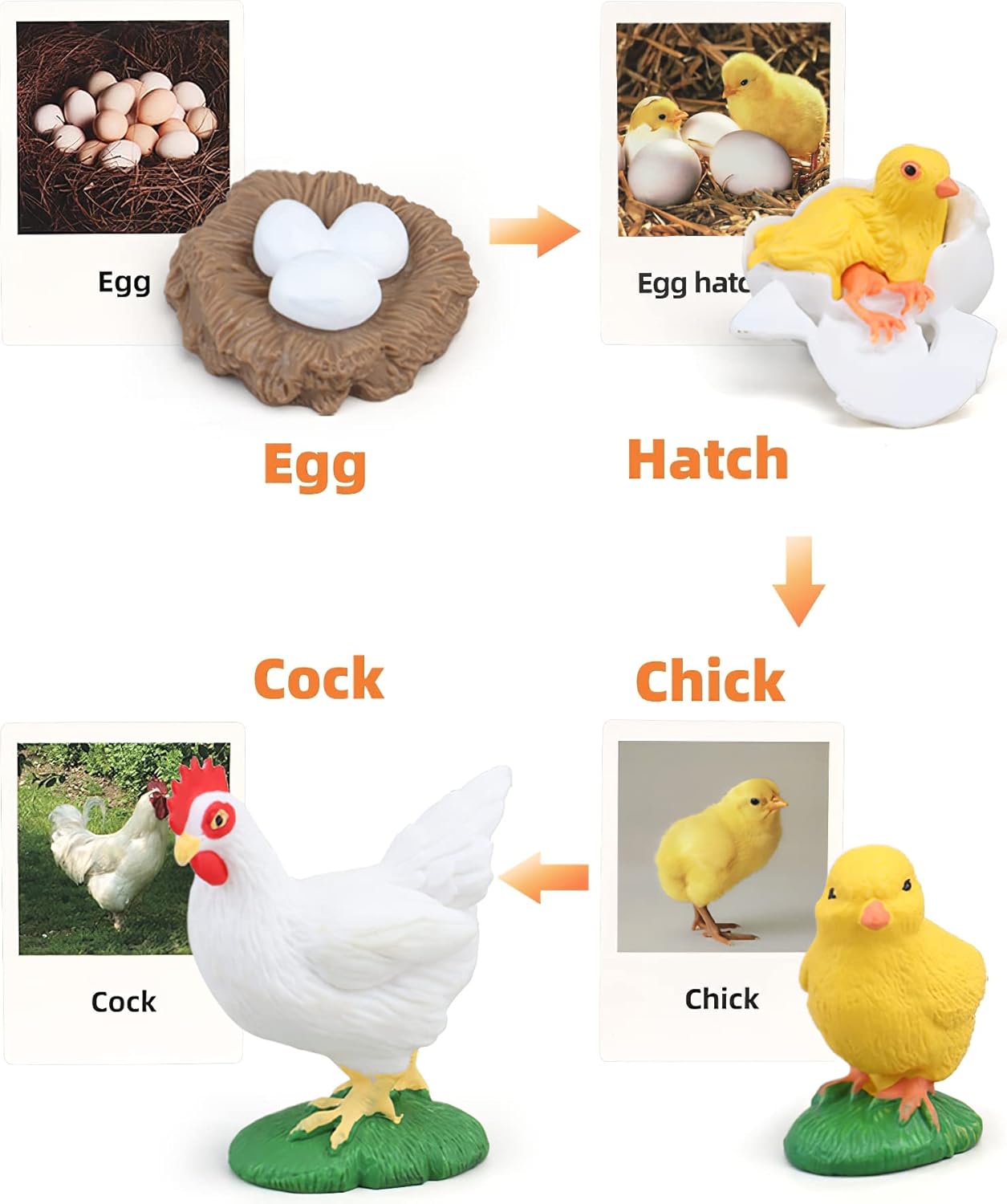 Montessori – Ciclo de vida de pollo con tarjetas flash, figuras de animales realistas, juego educativo de animales a juego para niños pequeños de 3