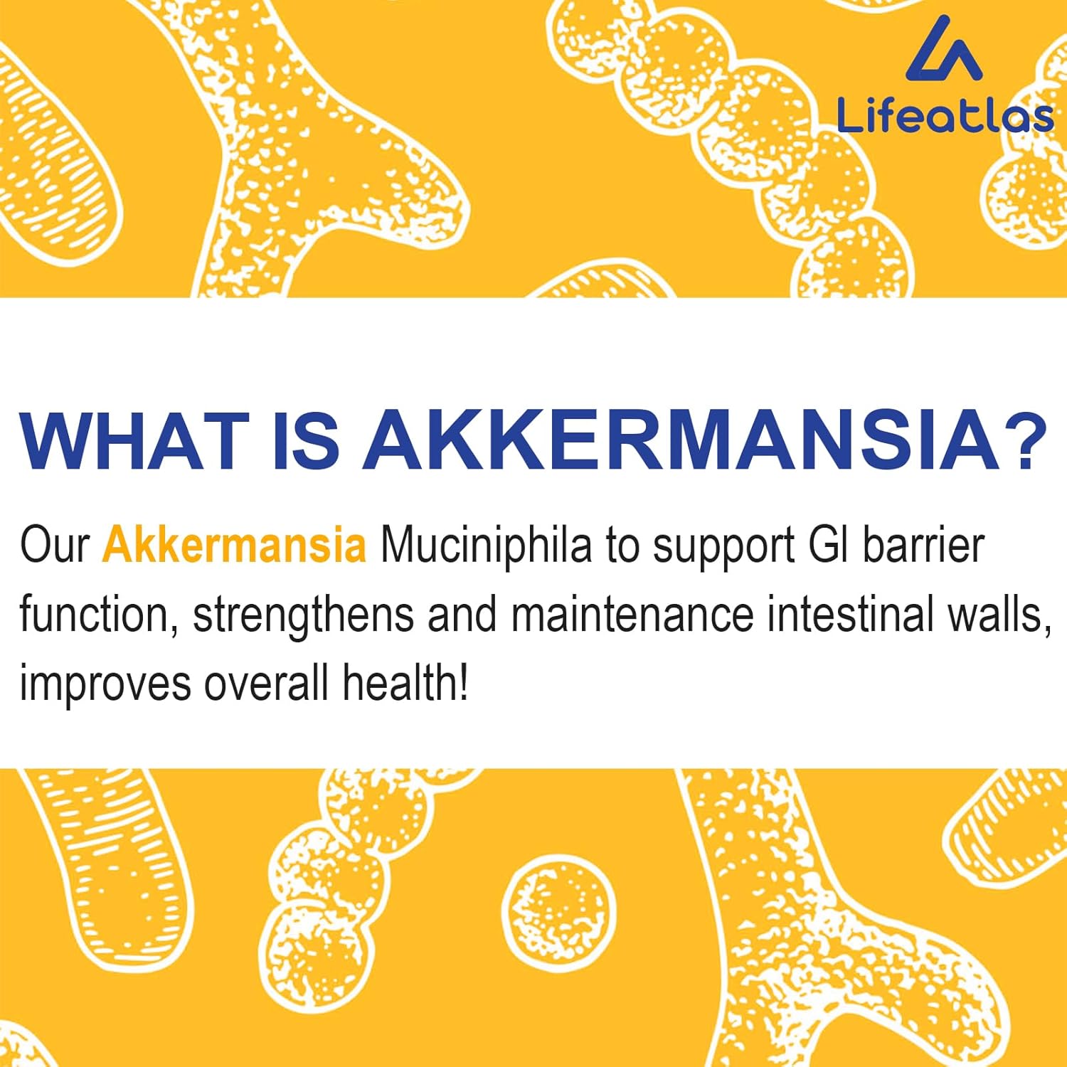 300 mil millones de AFU Akkermansia Muciniphila – Probióticos Akkermansia vivos para mujeres y hombres, para GLP-1, digestivo, intestino, inmune y