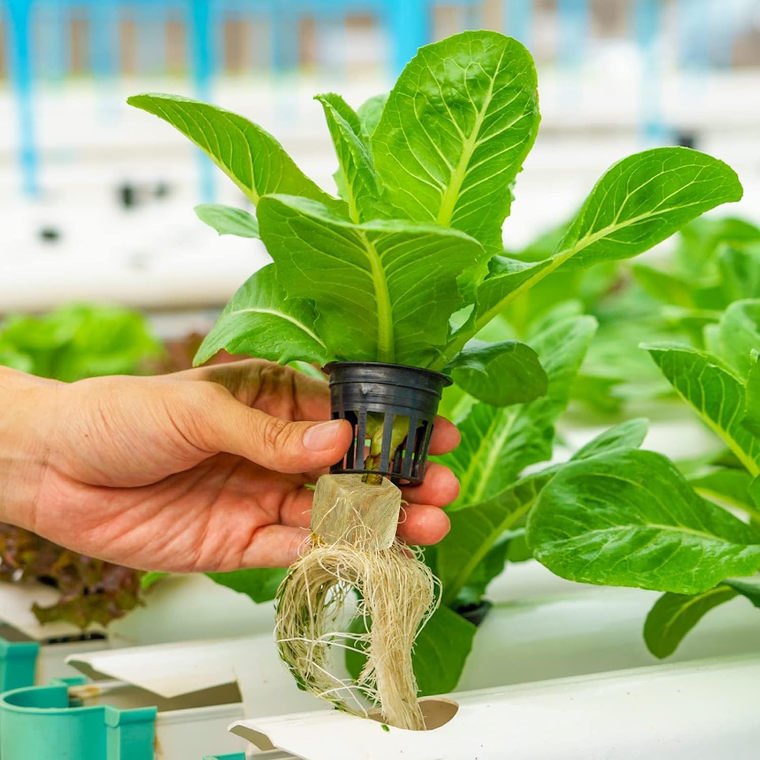 Halatool Cubos de lana de roca de 2 pulgadas para jardín, cubos de cultivo de lana de roca, tapones para cultivo hidropónico, sin suelo, esquejes,