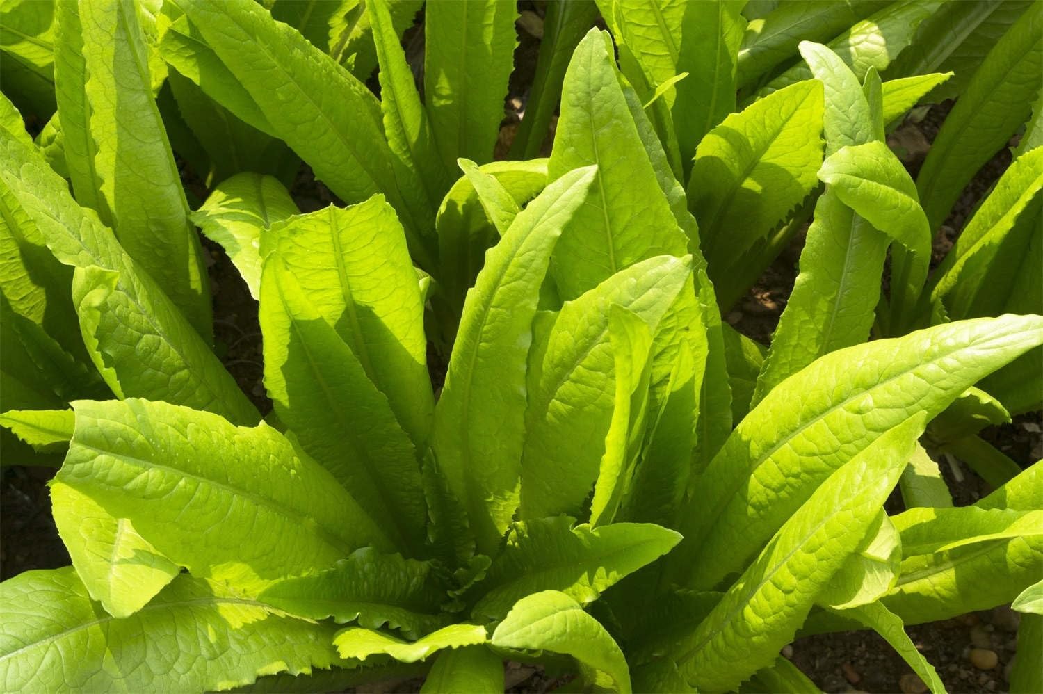 Semillas de lechuga de tallo chino Espárragos apio Semillas de lechuga 200 semillas