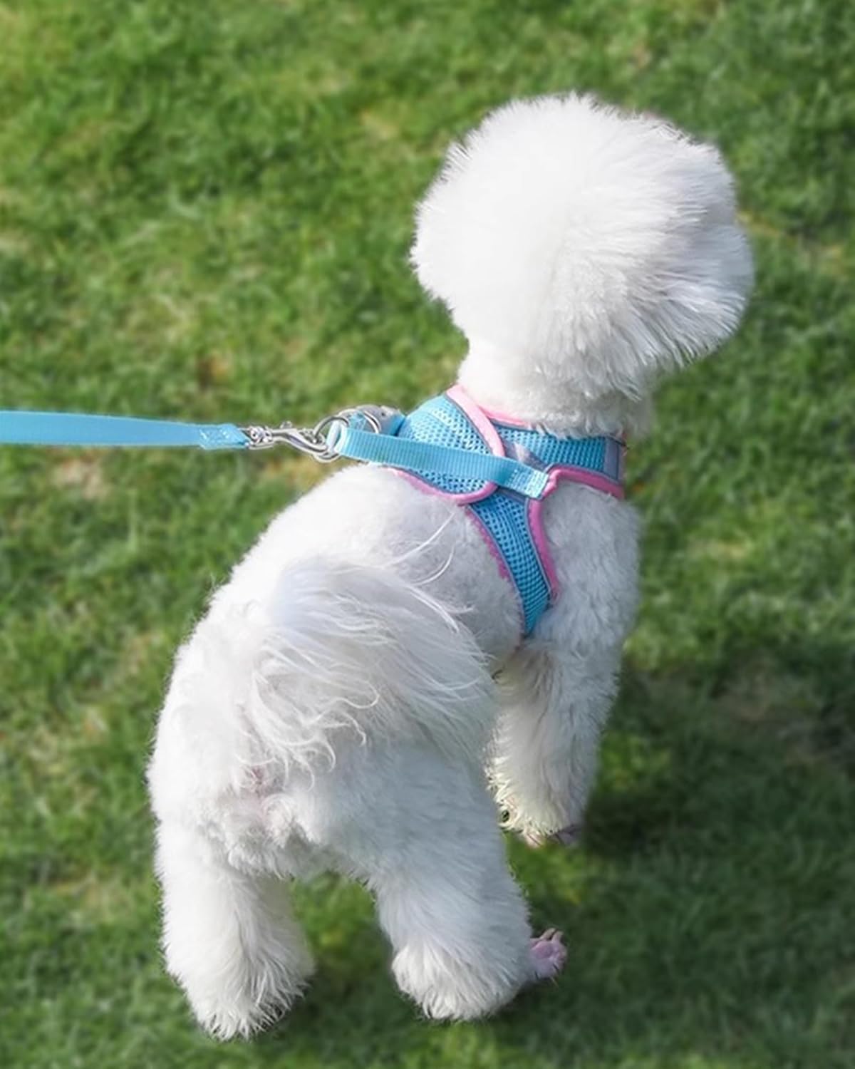 Solmoony Arnés para perro para perros pequeños y medianos, fácil de poner, arnés de malla suave y juego de correa para gatitos y cachorros, arnés