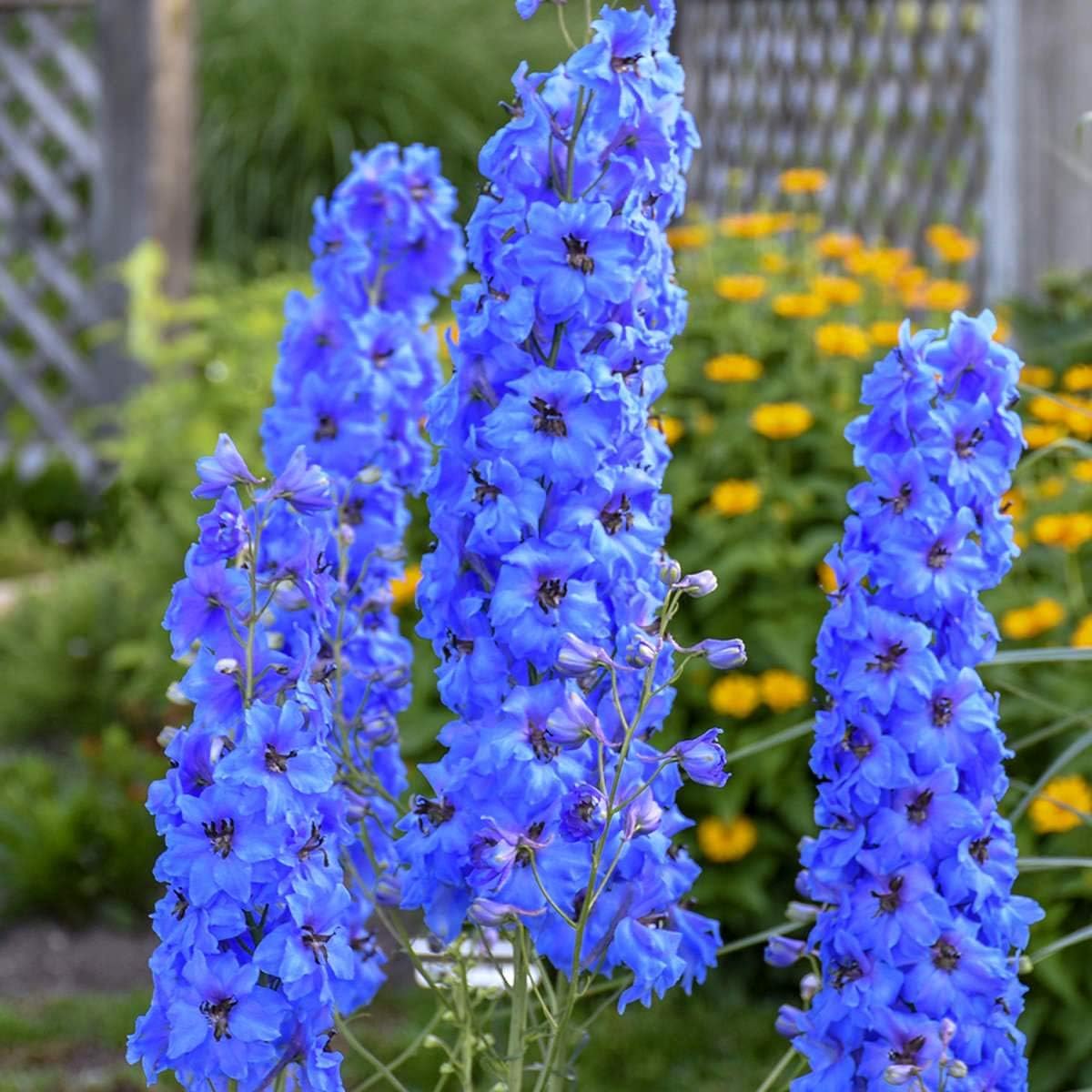 Sky Blue Delphinium Tall Seeds Aproximadamente 30 Semillas 6Lx3W