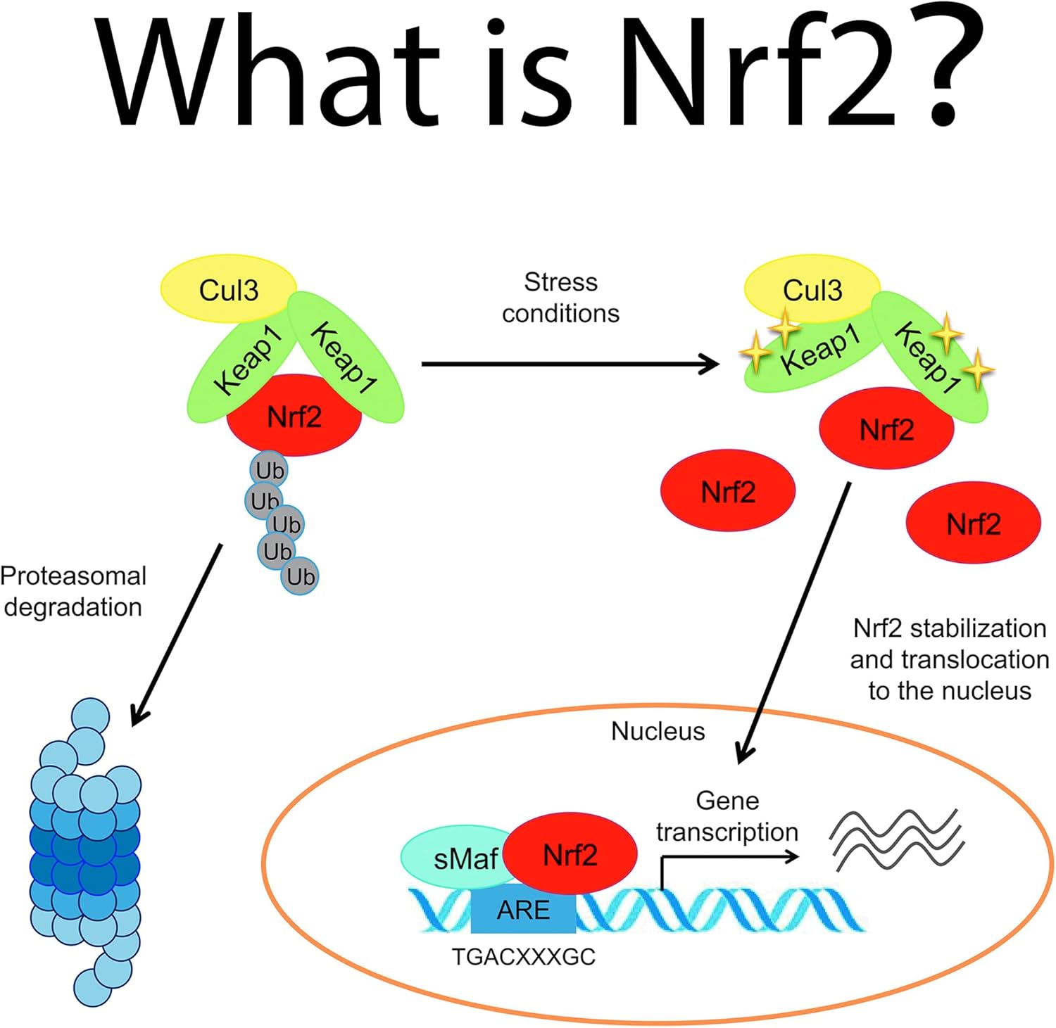 60 cápsulas veganas activador NRF2  Suplementos antioxidantes, lucha para reducir el estrés oxidativo en un 40% en 30 días, mezcla de 5 ingredientes