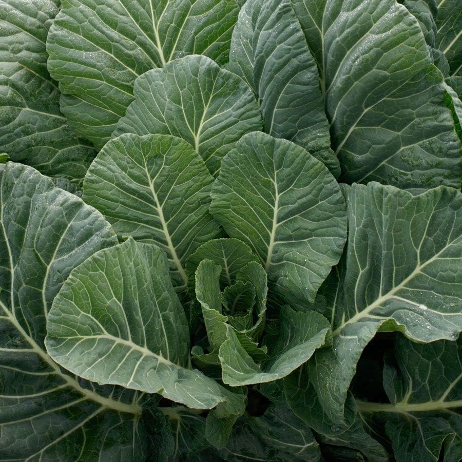 Park Seed, Top Chop Collard Seeds, paquete de 200 semillas
