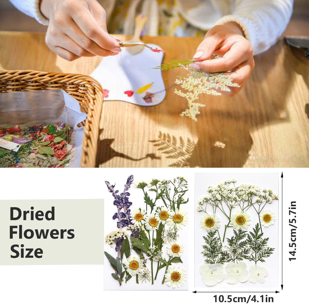 Flores secas prensadas, flores blancas naturales prensadas para manualidades, juego de hojas pequeñas de flores reales para resina, bricolaje,
