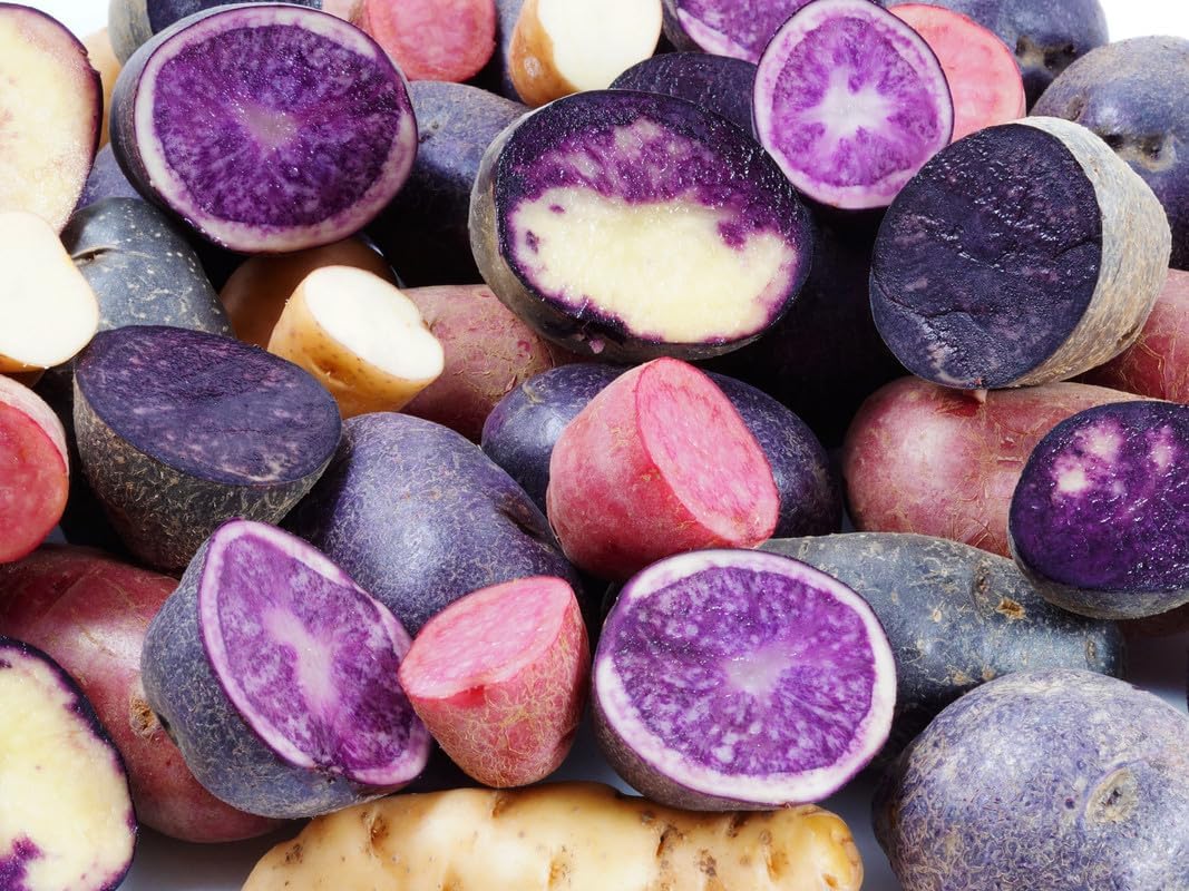 Patatas de semillas de colores mixtos para plantar al aire libre, papas de reliquia, 2 libras, rojo, amarillo y morado