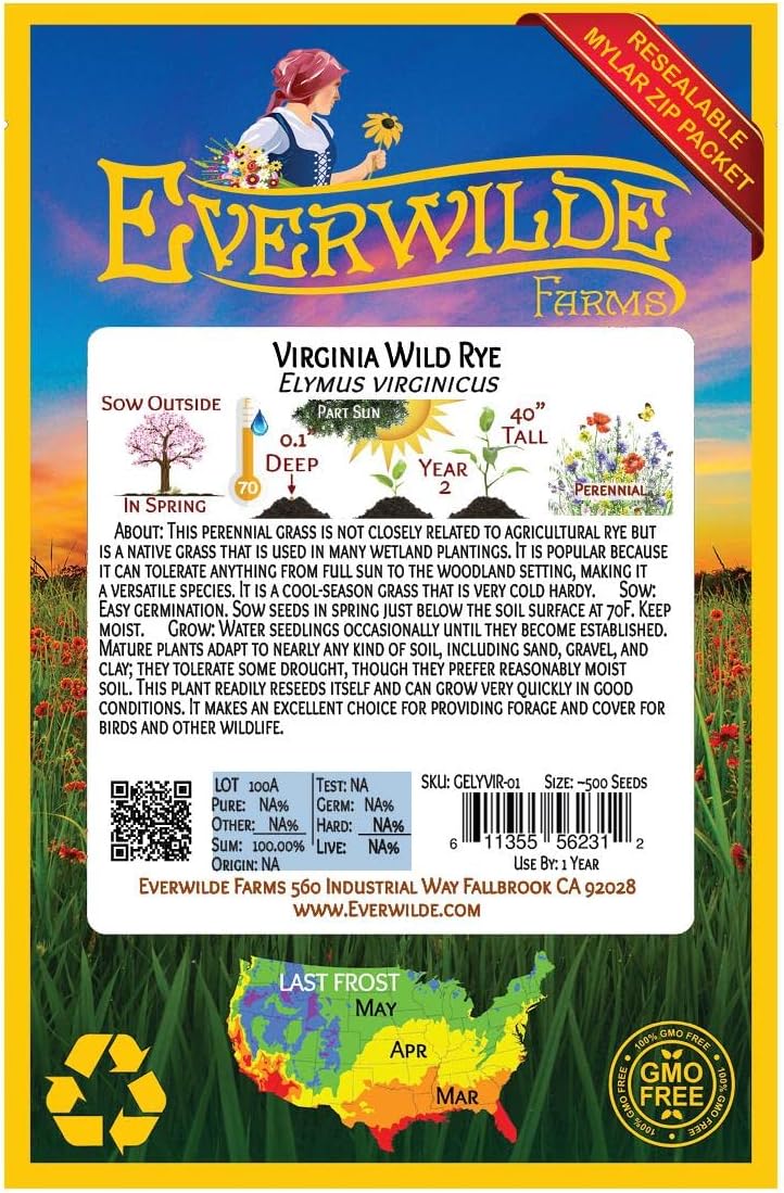 Everwilde Farms – 500 semillas de hierba nativa de centeno silvestre de Virginia – Paquete de semillas jumbo Gold Vault