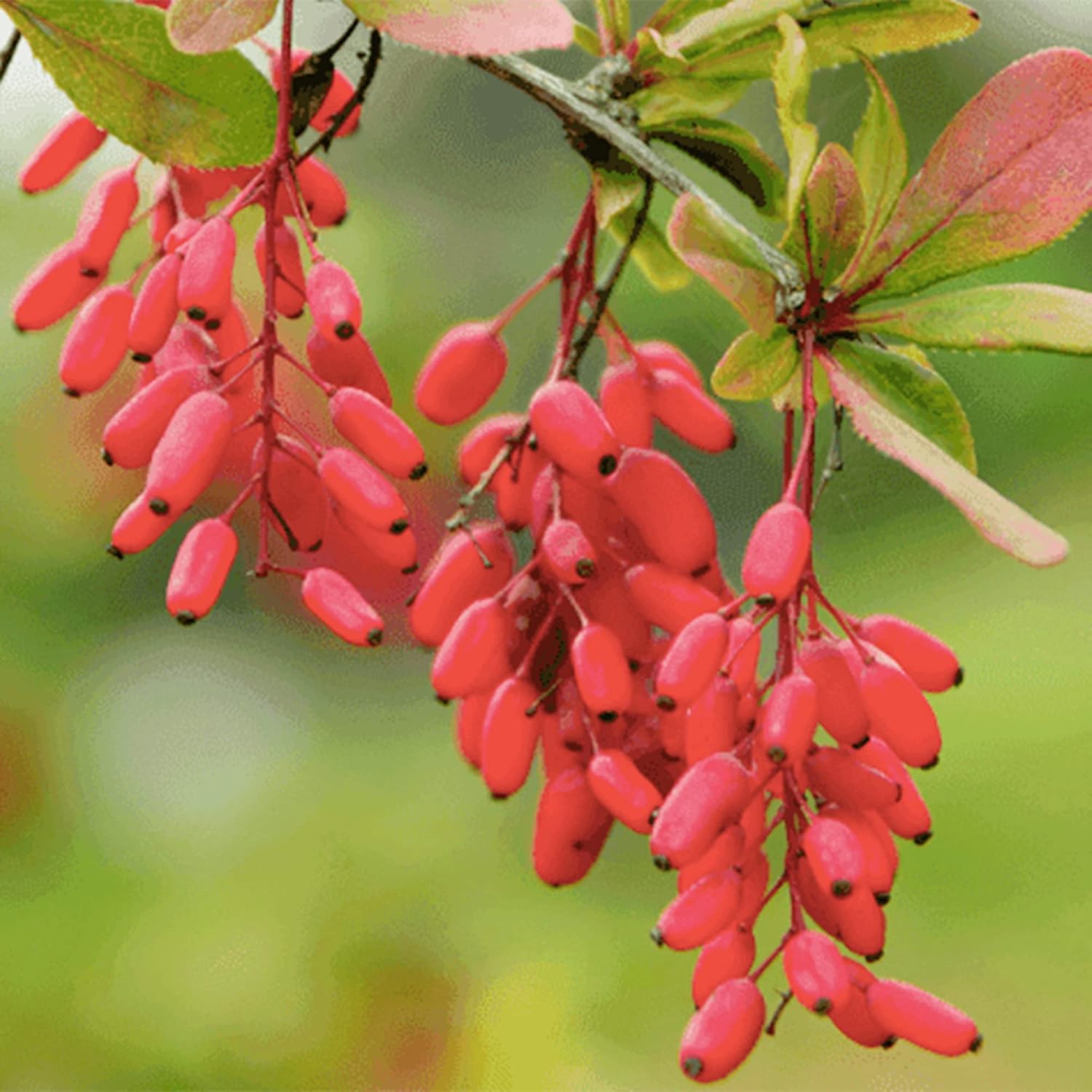 QAUZUY GARDEN 50 piezas de agracejo indio (Berberis Aristata, Mara Manjal) Chutro Sumbal Tree Semillas de cúrcuma hermosas y comestibles llamativas