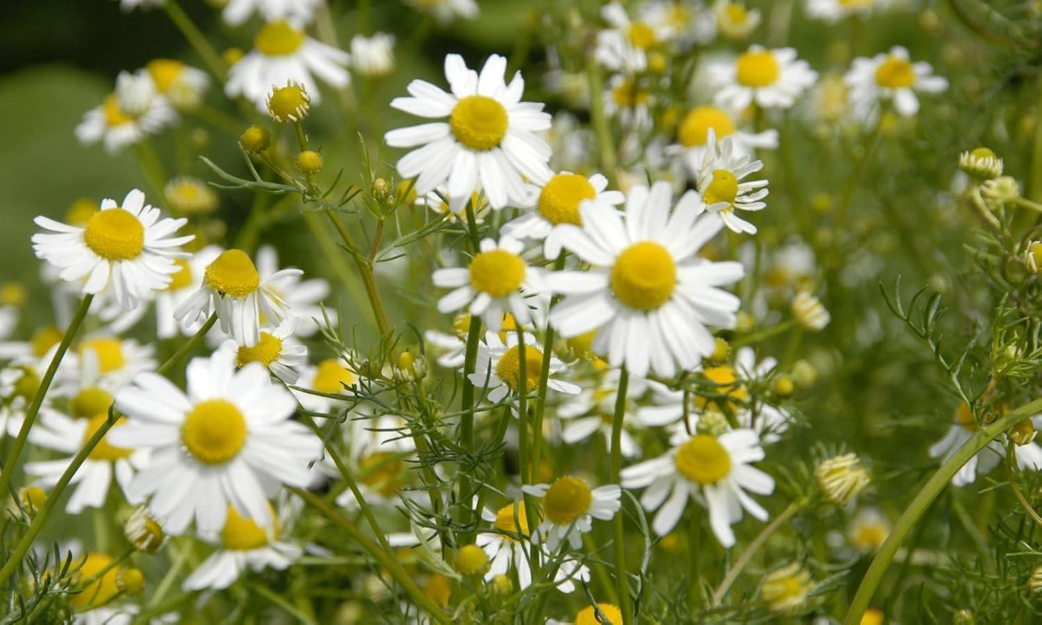 Semillas de manzanilla alemana medicinal hierba silvestre para plantar flores corte jardín reliquia sin OMG – 2500 semillas