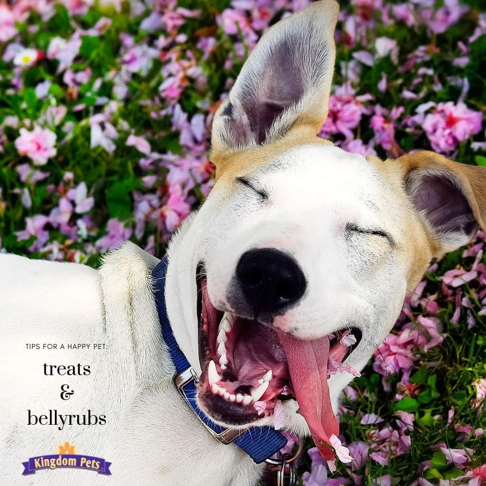 Cecina de pechuga de pato, golosinas prémium para perros, bolsa de 40 onzas