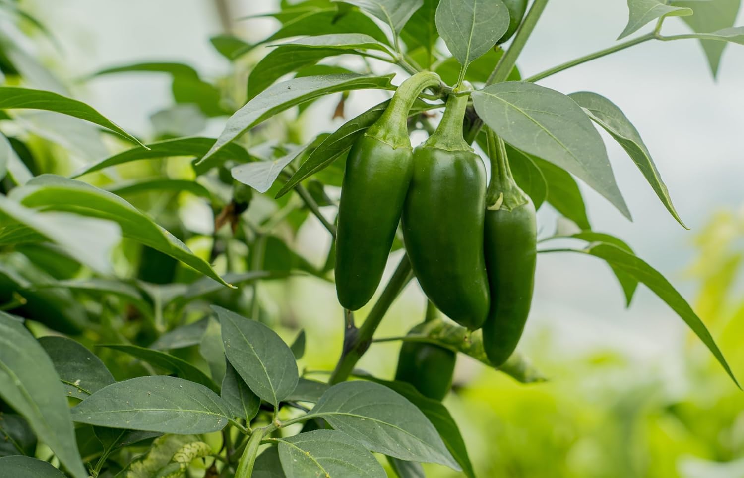 100 semillas de pimiento Jalapeño M para plantar, reliquia, sin OMG, cultivadas en EE. UU., Capsicum Annuum por RDR Seeds