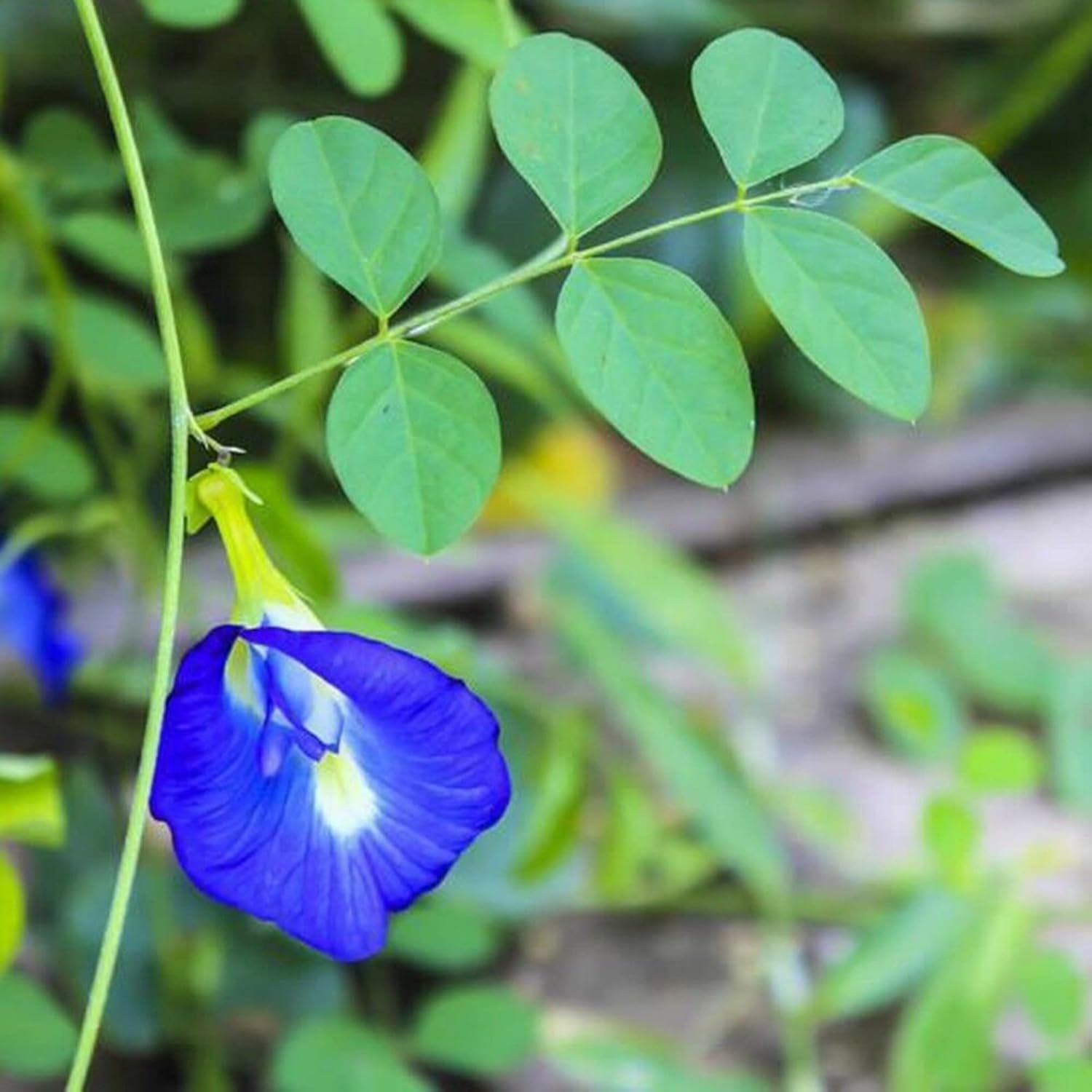 CHUXAY GARDEN 10 semillas de ternata de clitoria azul, alas de paloma asiáticas, Bluebellvine, guisante azul, guisante mariposa, guisante cordofan,