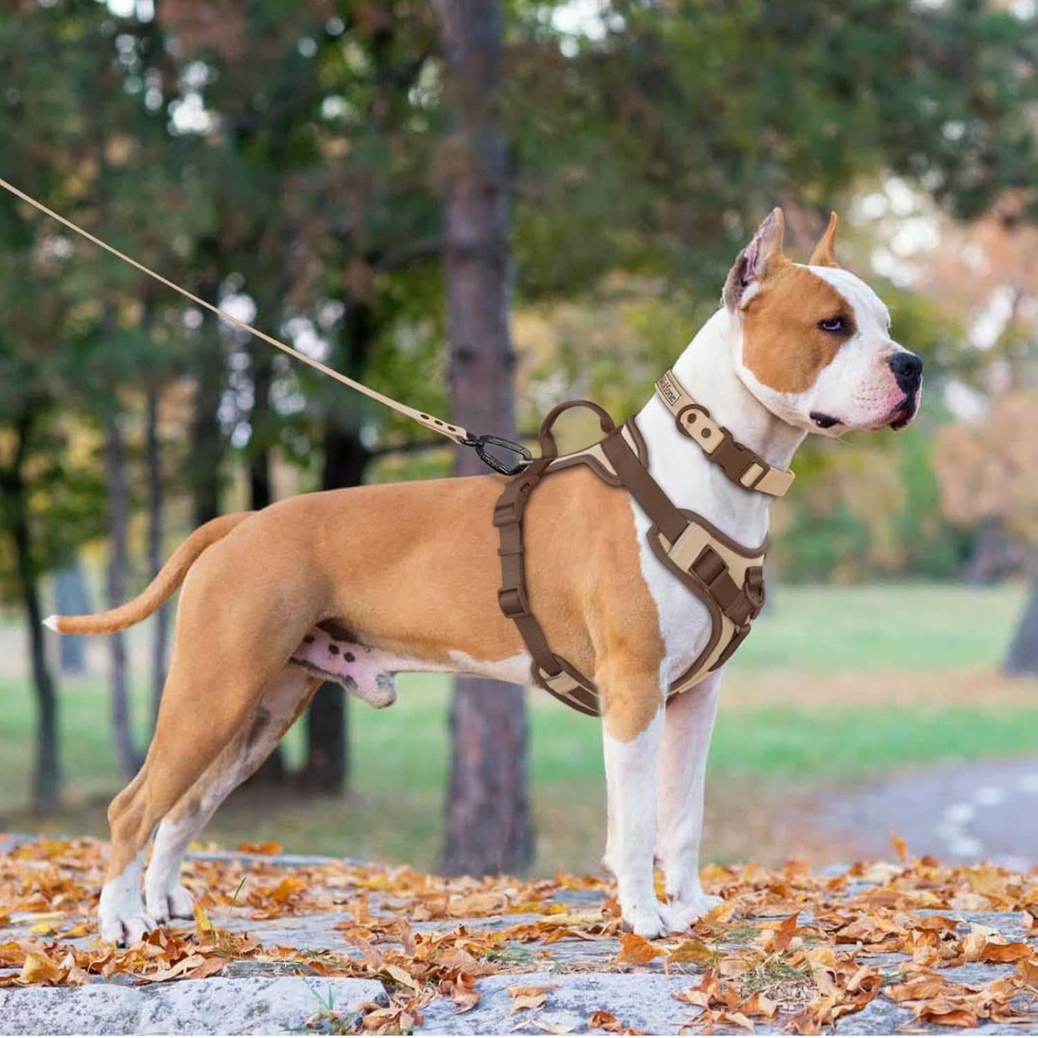 Wolfone Arnés sin tirones para perro, ajustable, suave, acolchado, chaleco para mascotas, con asa de control, adorable arnés diario para perros