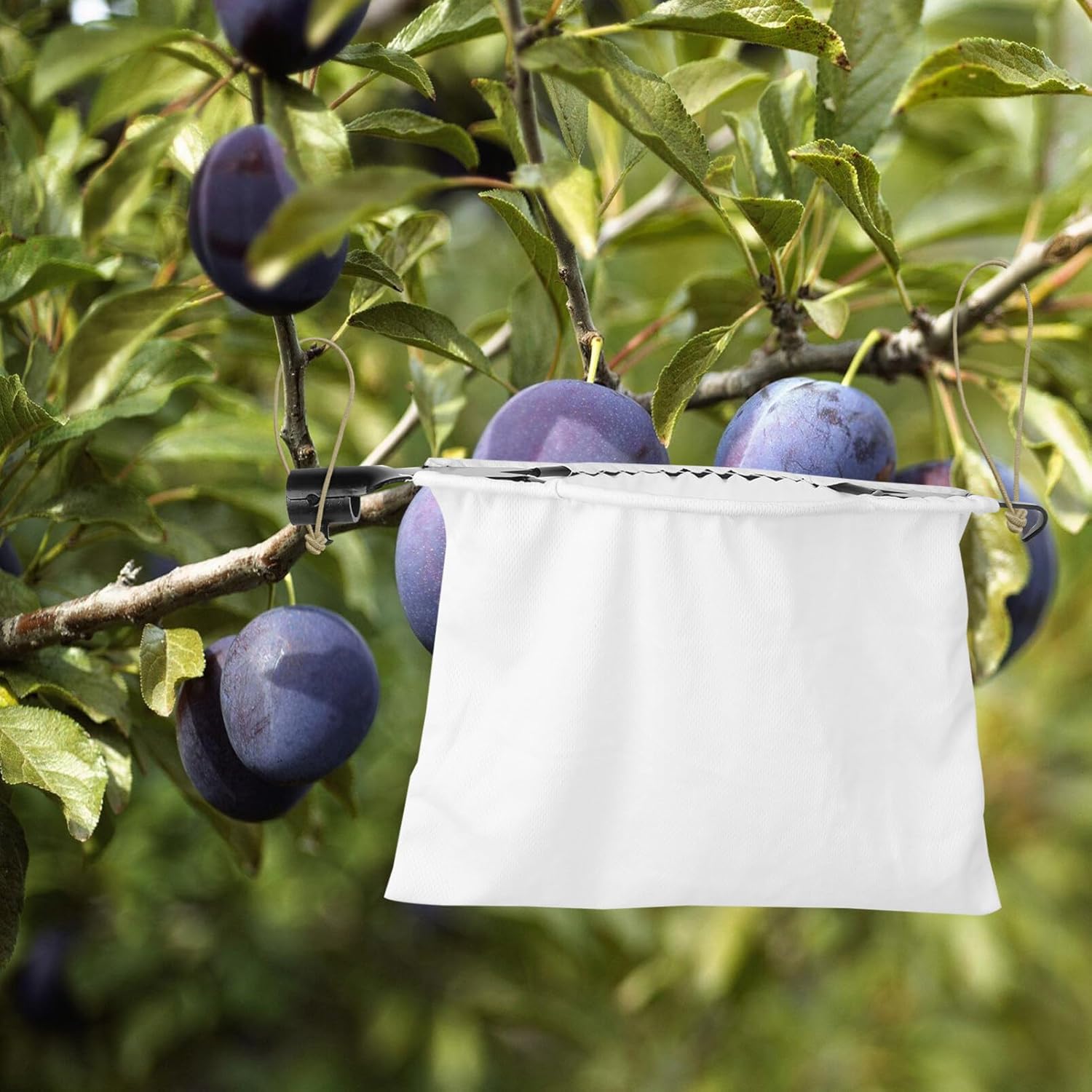 iplusmile Recolector de frutas Cosechadora de frutas Poste de recolección de frutas Herramienta de fruta de árbol de acero inoxidable Equipo de