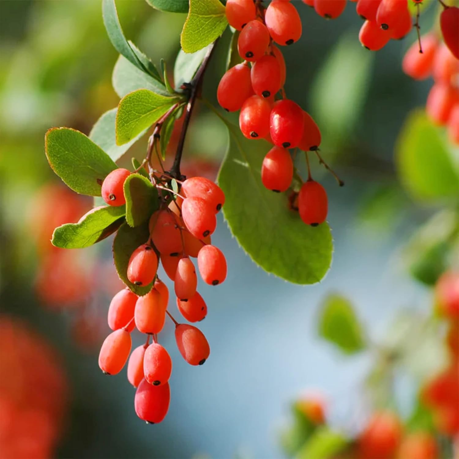 QAUZUY GARDEN 50 piezas de agracejo indio (Berberis Aristata, Mara Manjal) Chutro Sumbal Tree Semillas de cúrcuma hermosas y comestibles llamativas