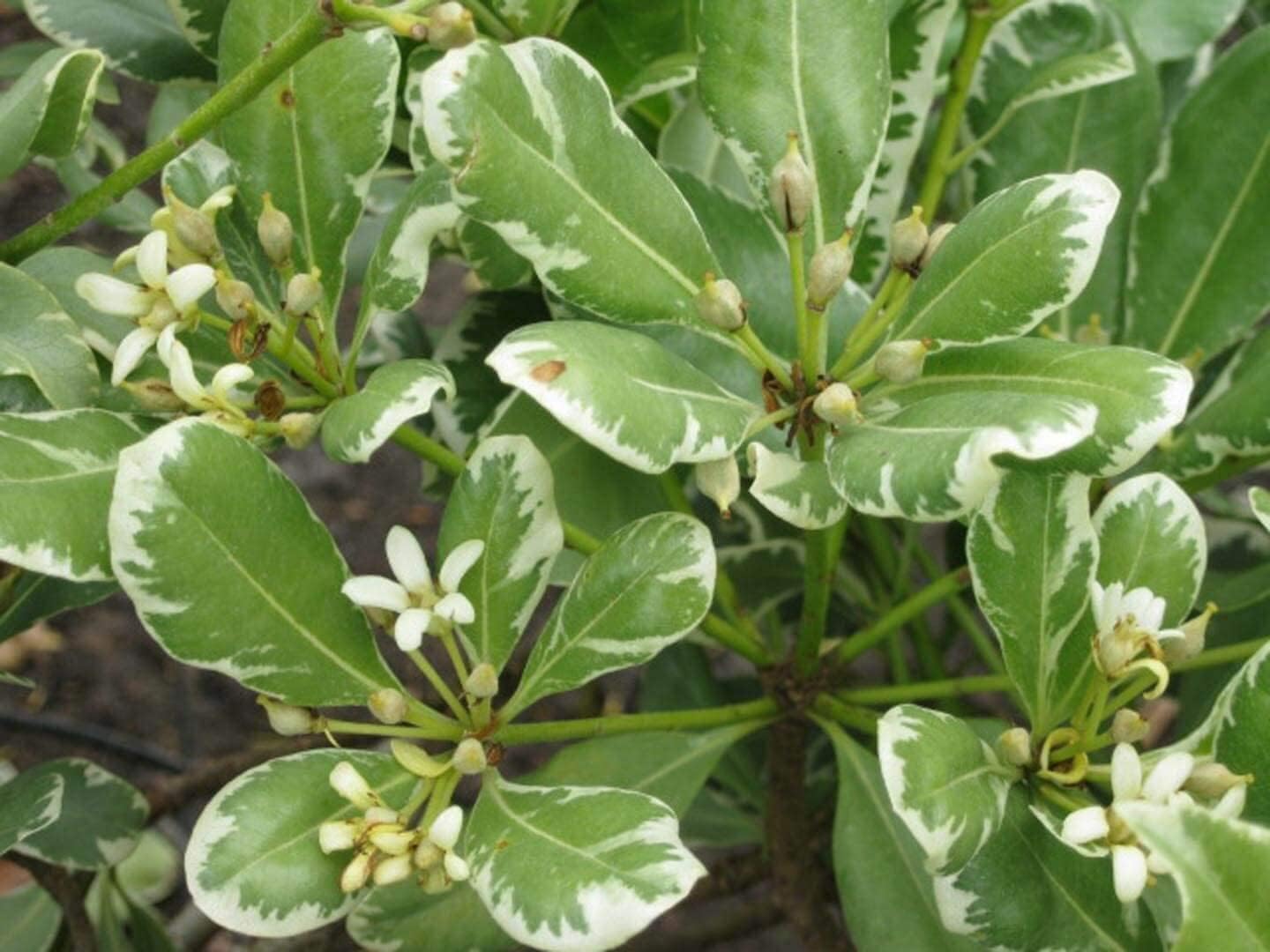 Pittosporum abigarrado  20 plantas vivas  Pittosporum Tobria Variegatum  Arbusto de seto con acento de borde de hoja perenne
