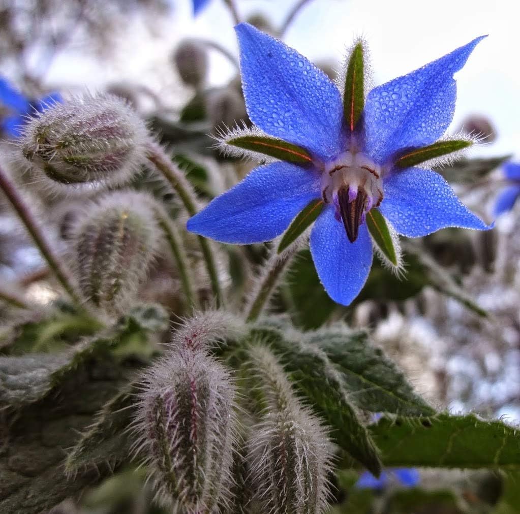Semillas de flores de hierbas “Borage” para plantar, más de 125 semillas por paquete, semillas de jardín de Isla (semillas de jardín de Isla),