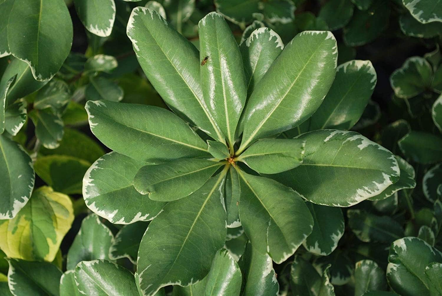 Pittosporum abigarrado  20 plantas vivas  Pittosporum Tobria Variegatum  Arbusto de seto con acento de borde de hoja perenne