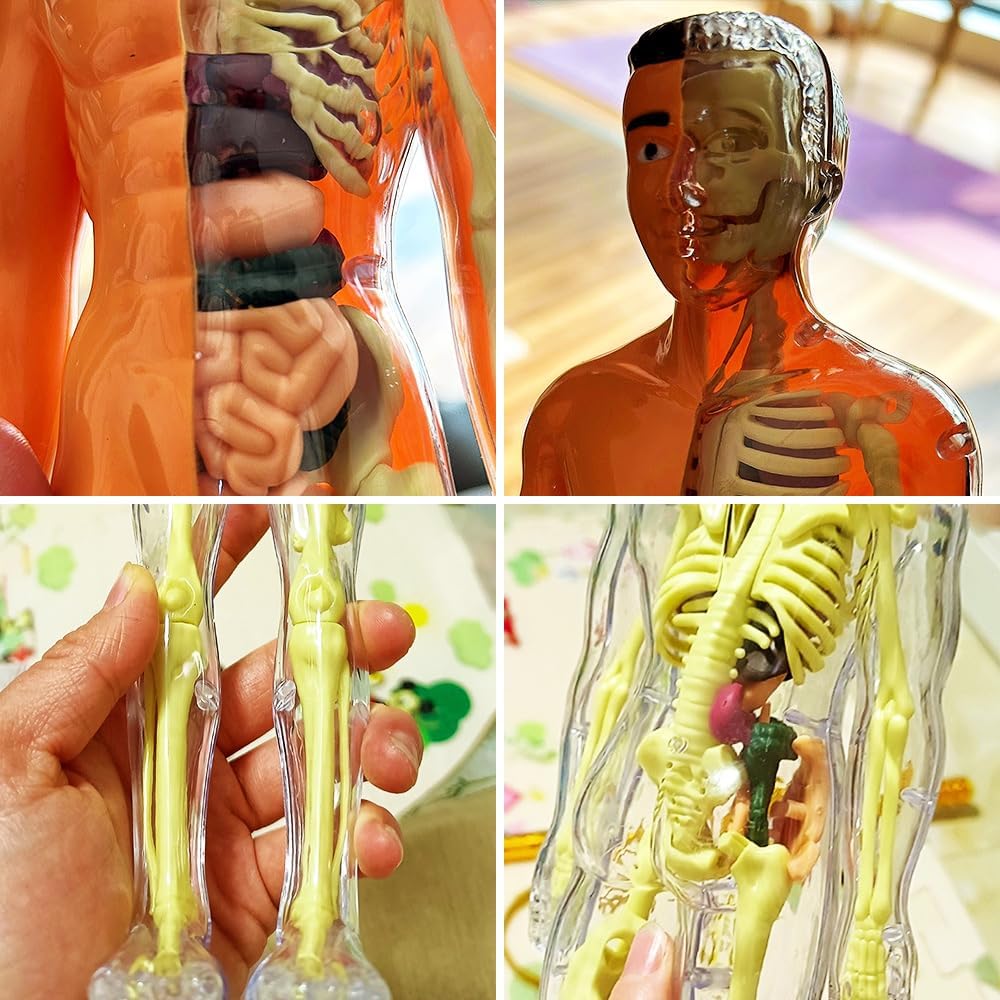 Modelo de torso de cuerpo humano 3D para niños, modelo de anatomía de niños, modelo de Skelton humano anatómico científico con piezas extraíbles,