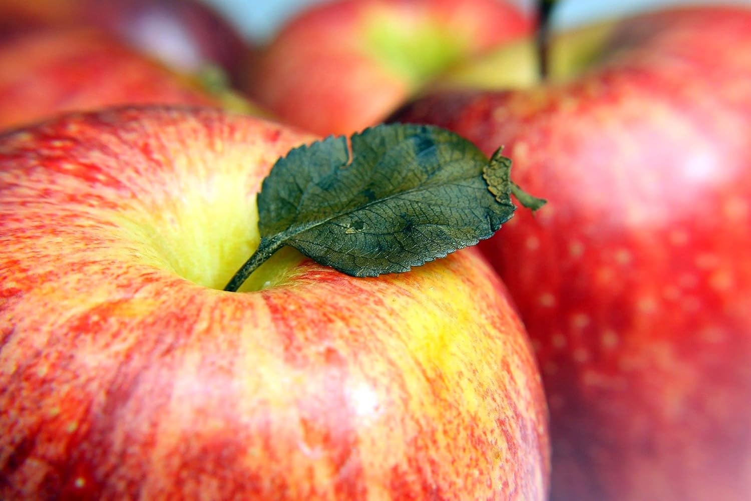 Kejora Manzana fresca Gala 3 LB