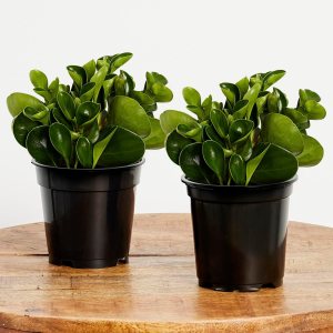Greendigs Planta Peperomia, fácil de cultivar, de bajo mantenimiento, planta de interior viva, maceta de vivero de 5 pulgadas, paquete de 2 Greendigs Planta Peperomia, fácil de cultivar, de bajo mantenimiento, planta de interior viva, maceta de vivero de 5 pulgadas, paquete de 2