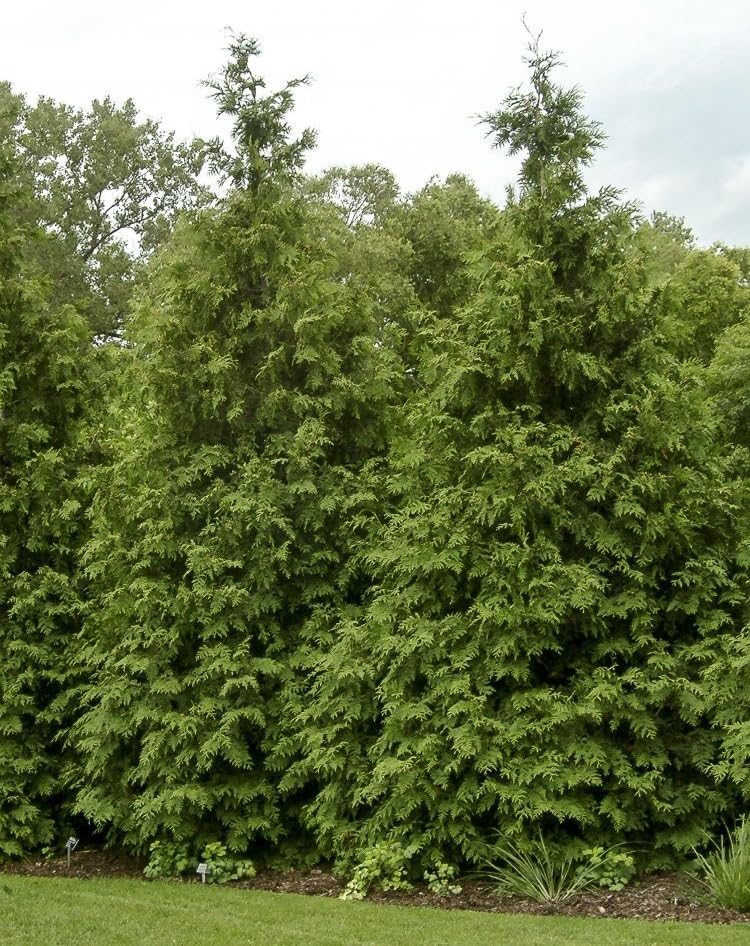 Thuja Green Giant Arborvitae Lote de 20, maceta de 3 pulgadas
