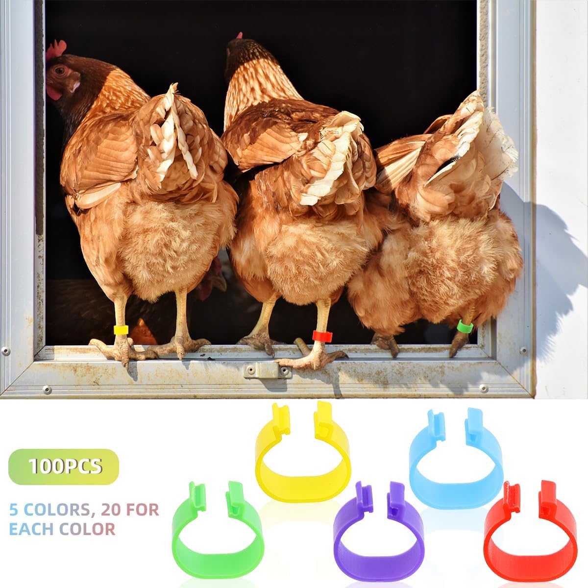 Tenalleys 100 unidades de bandas de identificación de pollo, 5 colores, anillos de pierna de pollo de 0.630 in, anillos de pie de aves de corral,