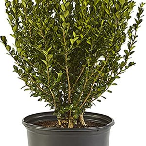 Shrub Wintergreen Boj, 7 galones, verde intenso Shrub Wintergreen Boj, 7 galones, verde intenso