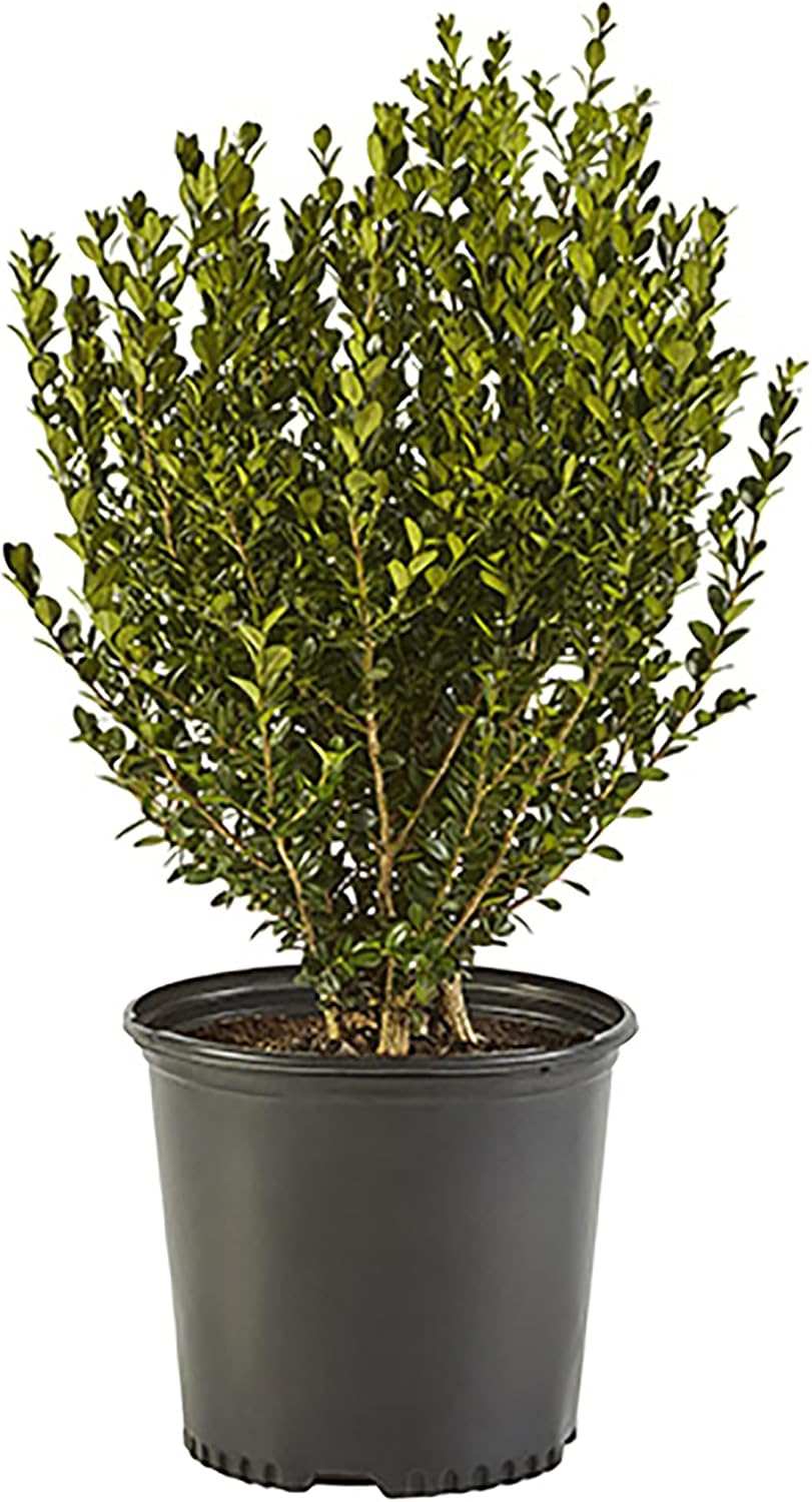 Shrub Wintergreen Boj, 7 galones, verde intenso