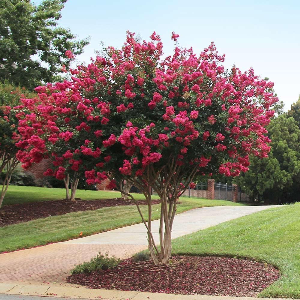 Crape Myrtle Tonto  10 plantas vivas  Flores rojas fucsiasrosas, planta viva premium, arbusto ornamental para cautivadores acentos de jardín