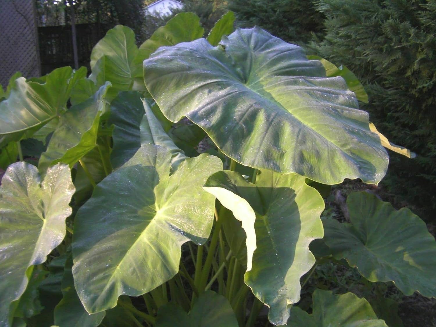 Bulbo muy grande de oreja de elefante Taro Kalo Eddo Colocasia Esculenta Gabi