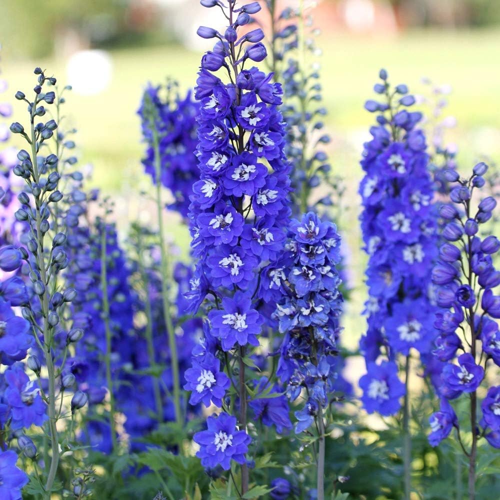 Sky Blue Delphinium Tall Seeds Aproximadamente 30 Semillas 6Lx3W