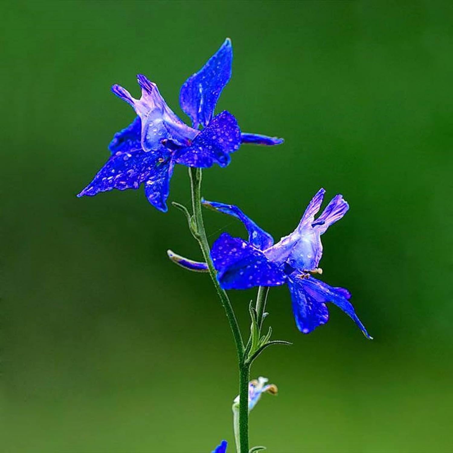 CHUXAY GARDEN Blue Consolida Ambigua-Delphinium,Larkspur 100 Semillas Rara Llama la Planta de Paisajismo