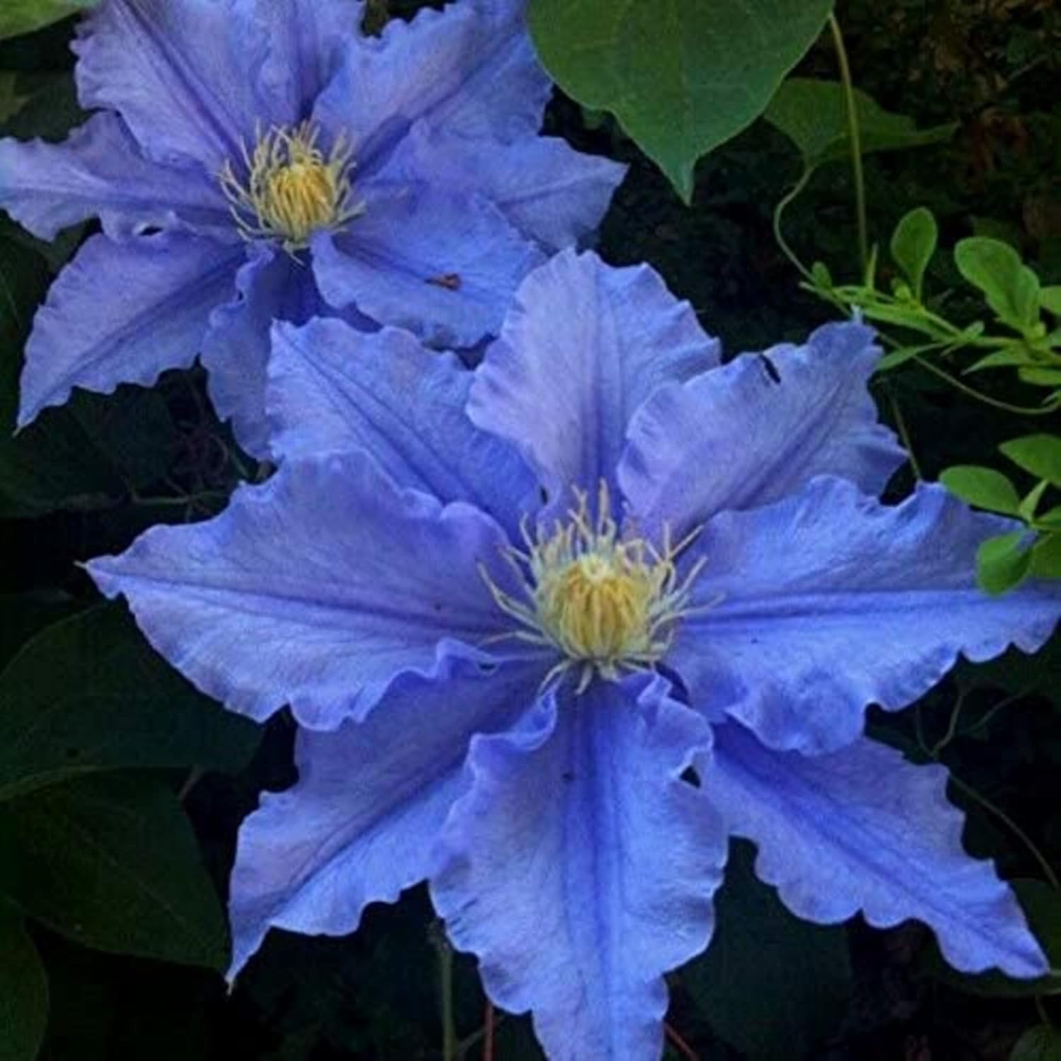 CHUXAY GARDEN Clematis Chevalier, Clematis Chevalier, Clematis de flores grandes tempranas, resistentes, encantadoras flores que crecen rápido,