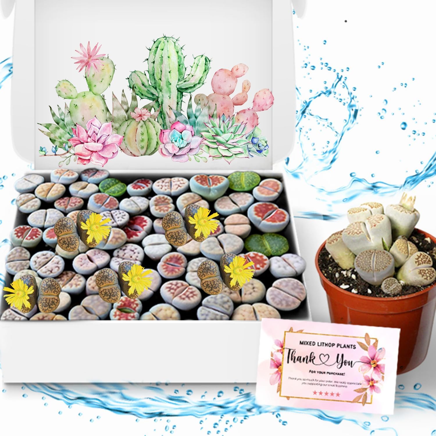 Lithops Plantas vivas grandes Lithops Plantas vivas, 25 plantas suculentas mixtas de Lithop, piedras vivas, plantas suculentas, flores de cactus