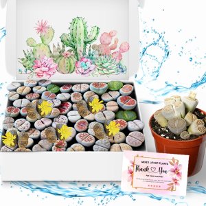 Lithops Plantas vivas grandes Lithops Plantas vivas, 25 plantas suculentas mixtas de Lithop, piedras vivas, plantas suculentas, flores de cactus Lithops Plantas vivas grandes Lithops Plantas vivas, 25 plantas suculentas mixtas de Lithop, piedras vivas, plantas suculentas, flores de cactus