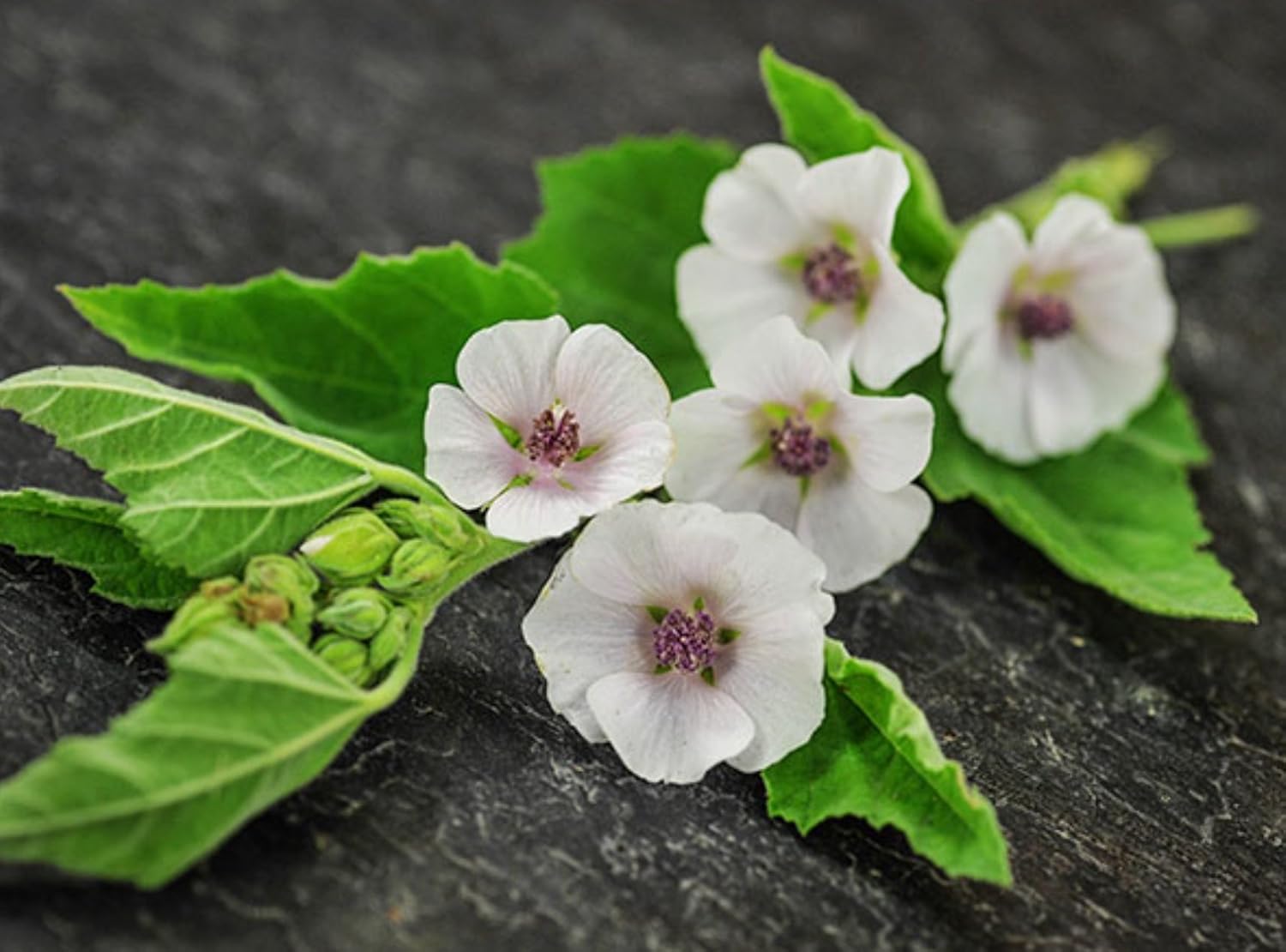 Semillas Hierba Malvavisco (Althaea Officinalis) Medicinal – 100 Semillas