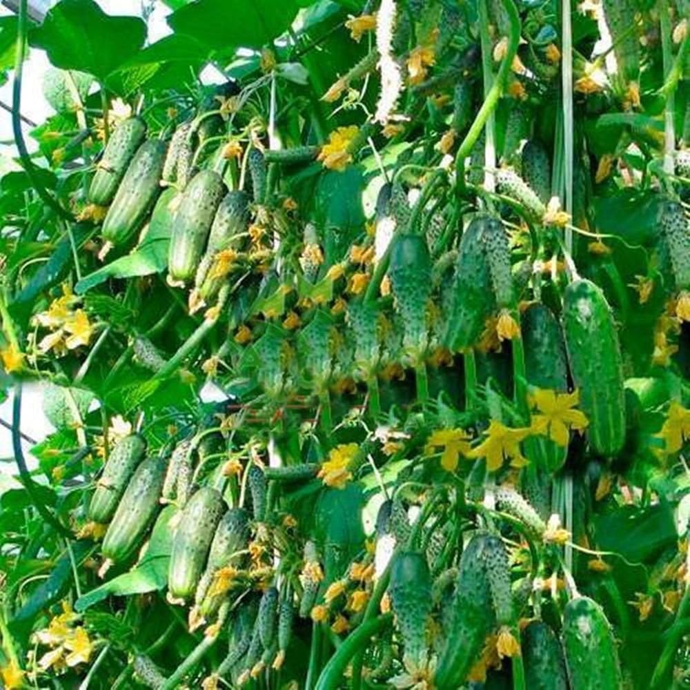 Herencia de Titus de pepino vegetal para decapado 45 días – 20 semillas